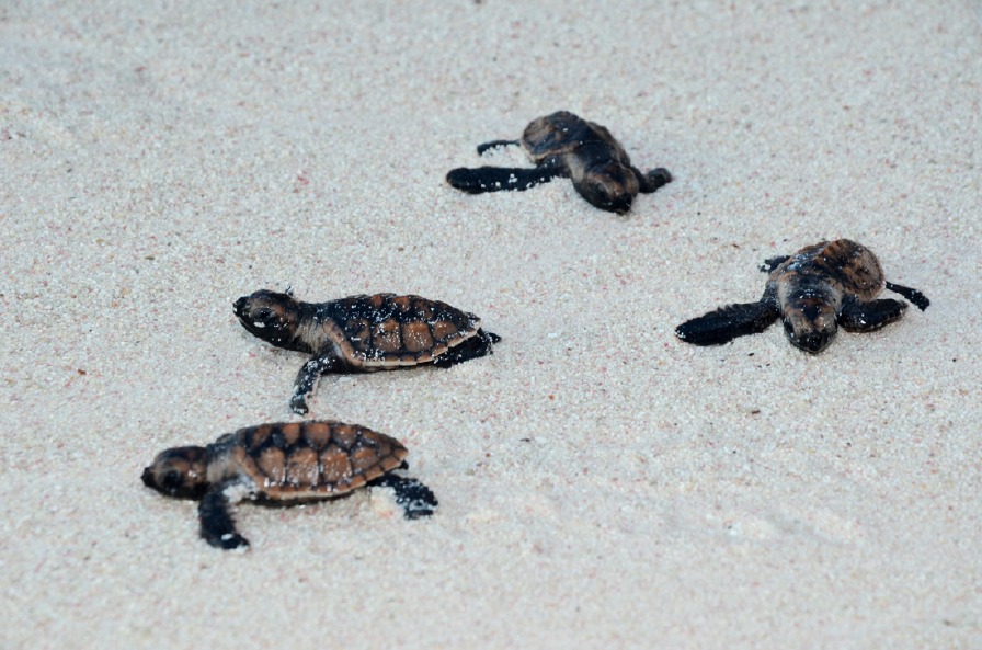 Punta Cana events this month and nexts - Sea Turtle Recovery Isla Saona ...